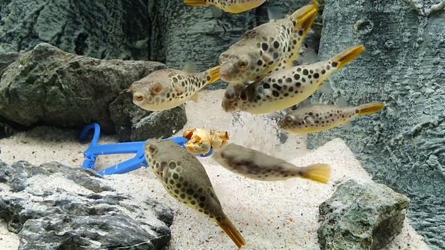 Spotted Congo Pufferfish Tetraodon Schoutedeni 100% Freshwater