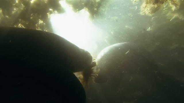 Амазонка HD смотреть онлайн