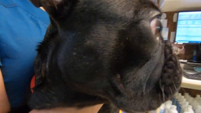 Bulldog Stenotic Nares Surgery 2 weeks Post Op Dr. Kraemer Vet4Bulldog смотреть онлайн