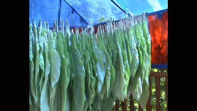 Середина августа обзор посадок табака смотреть онлайн