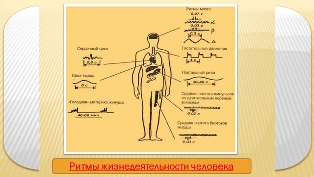 Биологические ритмы смотреть онлайн