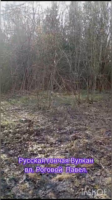 Русская гончая ВУЛКАН вл. Павел Роговой #природа #собака #nature #hunting #охота #животные смотреть онлайн