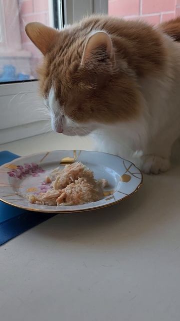 Амурчик и вкусный корм смотреть онлайн