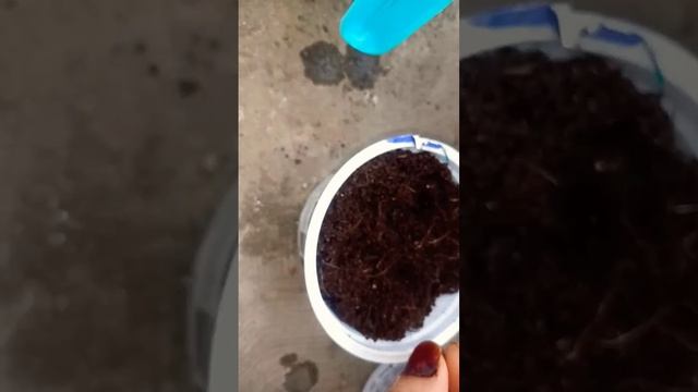 VEGETABLE SEEDS SOWING FOR SUMMERS ||#seeds#viral #fenugreek#shorts#short || @aqsagardening2197