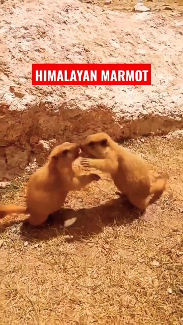 🦫HIMALAYAN MARMOT🦫 #marmot #himalayas #ladakh #viral #trending #youtubeshorts #india #travel #short смотреть онлайн