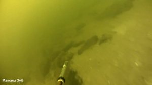 Подводная охота на крупного сома.spearfishing for catfish