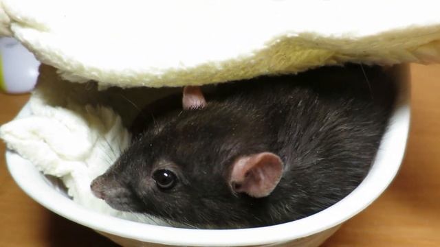 Последний вечер нашей Бусинки. Ч7 смотреть онлайн