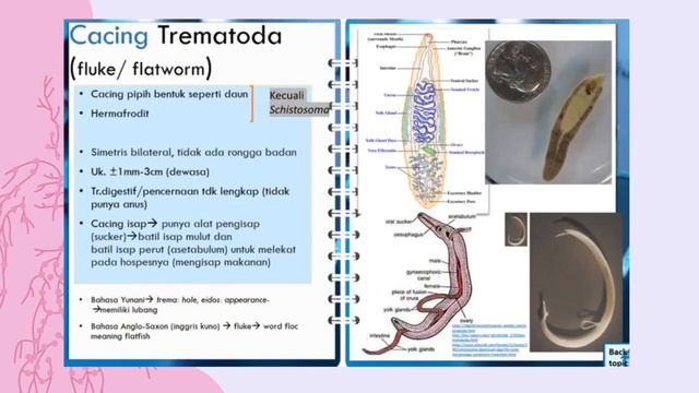 Kasus Kecacingan Trematoda dan Cestoda смотреть онлайн