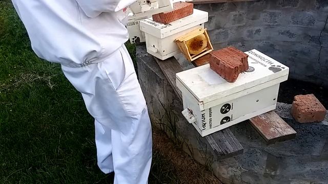 Осмотр нуклеусов. смотреть онлайн