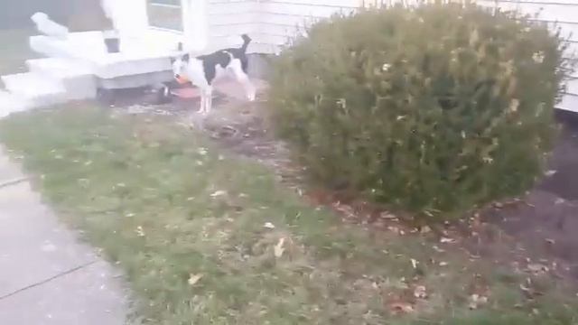 Dog attacks a pumpkin смотреть онлайн