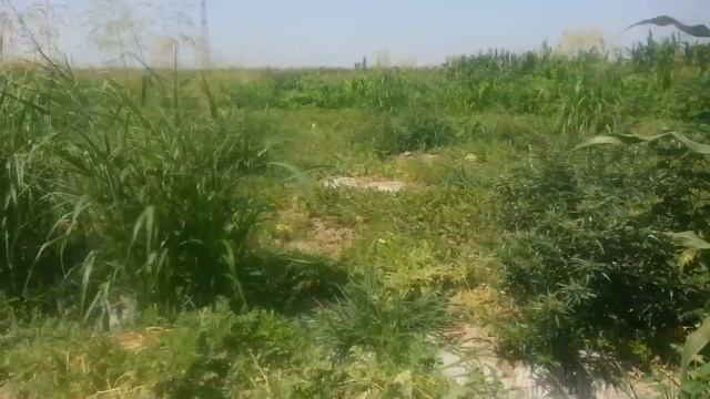 Дарбыздын мекени смотреть онлайн