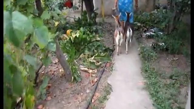 Шарик пастушок. смотреть онлайн