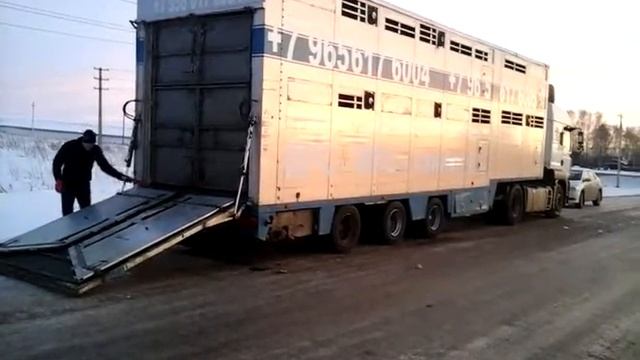Скотовоз 2-х этажный +7 965 617 60 05 Звоните! смотреть онлайн