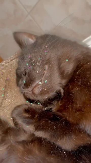 🐈⬛Зубастик 🐈⬛😻 смотреть онлайн