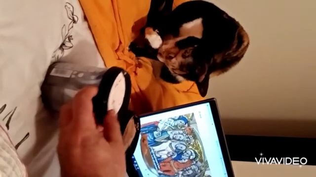 Cute Cat Eating Ice Cream (scooping with paws) | Tan & Tats Channel смотреть онлайн