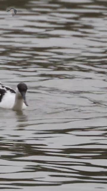 反嘴鷸✨ 海岸邊覓食🍽️ смотреть онлайн