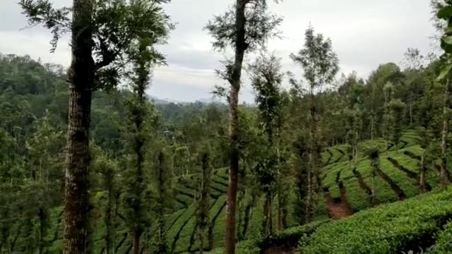 #kachodam #forsale 2 acre 30 cent plot and surrounde 3000 sqrft cottage (WAYANAD meppadi смотреть онлайн