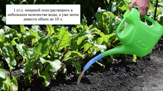 Свекла будет крупная и сладкая после этого, уход в июле смотреть онлайн