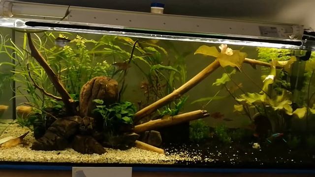 Зацвело чудное растение. Акваскейп, аквариум 160 смотреть онлайн