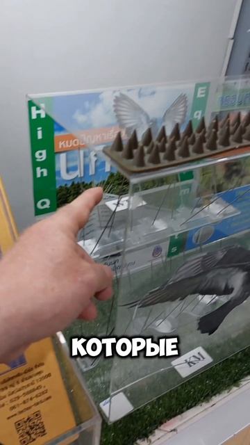 СМОТРИТЕ ЧТО НАШЕЛ ! | #shorts #голуби #птицы смотреть онлайн