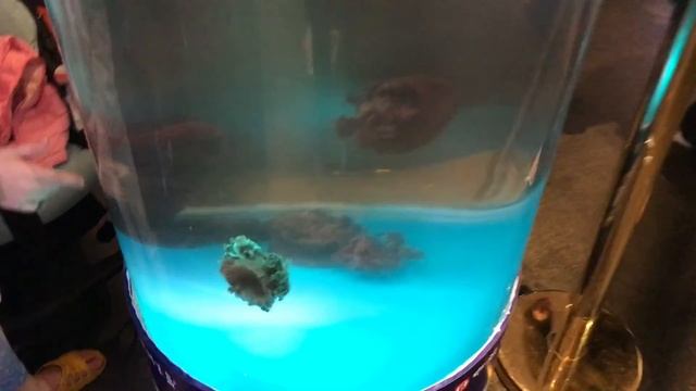 КРУТО! ШОК!!! Чёрная медуза! Остров Хайнань. смотреть онлайн