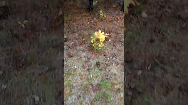 в сосновом бору подрастают молодые дубы. смотреть онлайн