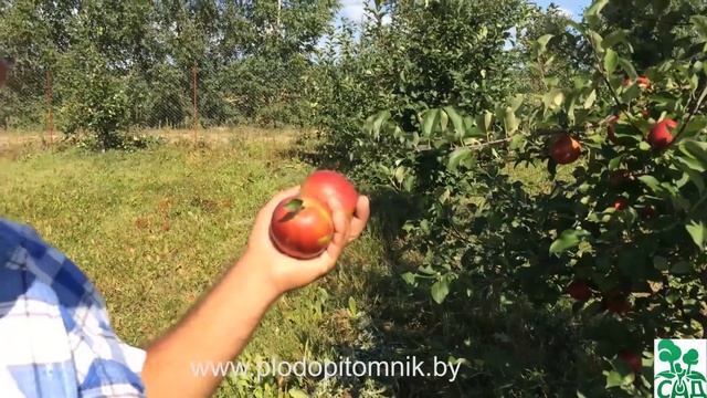 Яблоня сорт Коваленковское смотреть онлайн