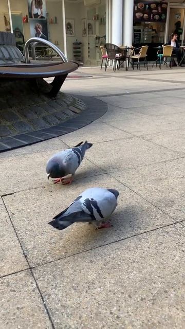 PIGEON | PIGEON EATING CHOCOLATE | PIGEON EATING #shorts смотреть онлайн