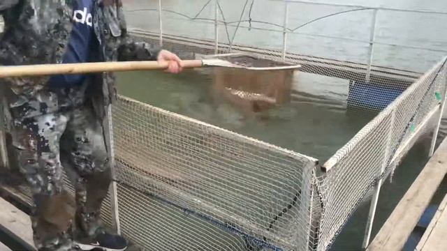 Безлимит - зарыбление 33 кг форели смотреть онлайн