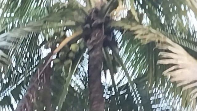 25 cent farm house plot for sale near velammal school Theni смотреть онлайн