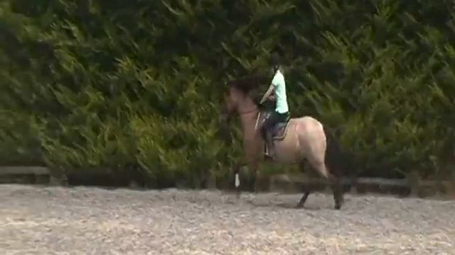 Marsh Ponies and Henry jumping at home смотреть онлайн