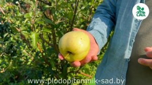 Яблоня сорт ЗАЙЧУК  Новый перспективный канадский сорт.