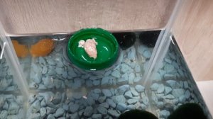 Что делать с коконом улитки?🐌 Размножение ампулярий