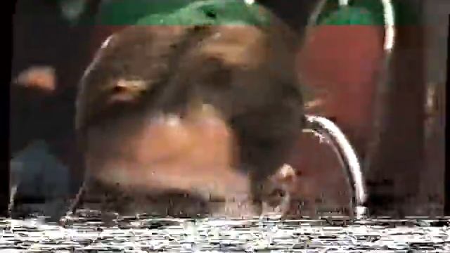 Тувинское землячество г. Санкт-Петербург - 1995 год. смотреть онлайн