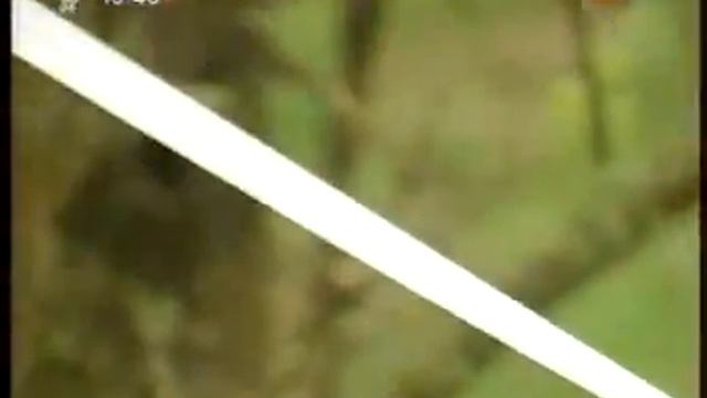 Кучность осы смотреть онлайн