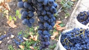 Виноград Ливадийский черный сигнальный урожай