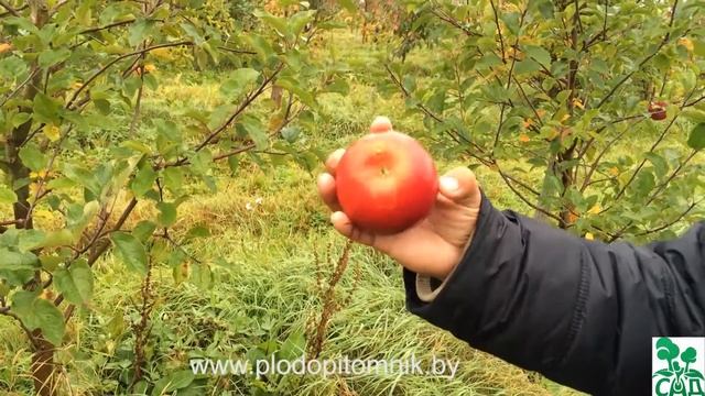 Яблоня сорт Богемия смотреть онлайн