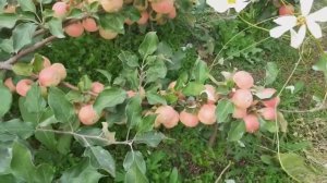 Первые якутские яблоки: Юнга, Летнее полосатое,Барнаульское раннее, Подарок Баму, Слава Бурятии., Ур