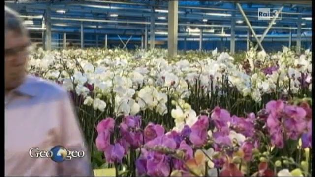 orchidee in mostra alla butterfly arc di montegrotto terme смотреть онлайн