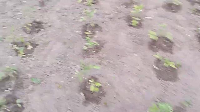 Картопля ранні та пізні сорти на 20 травня 2022 р. Київська область // Огірки .Перець .Помідори 💙💛🇺 смотреть онлайн