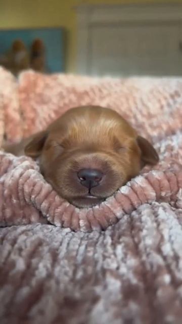 So cute Dogs #1 | Piano Music for Relax, Beautiful Music #shorts смотреть онлайн