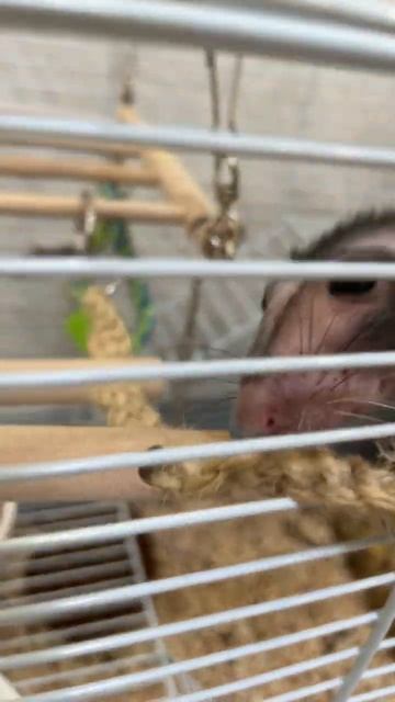 Лысая крыса смотреть онлайн