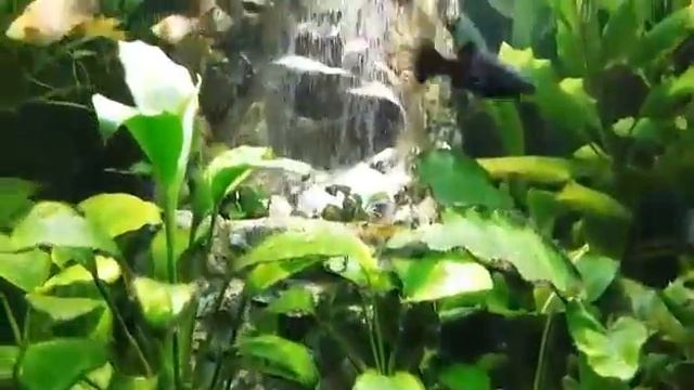 Мой аквариум смотреть онлайн