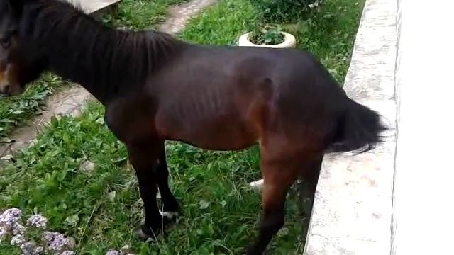 попа зачесалась смотреть онлайн