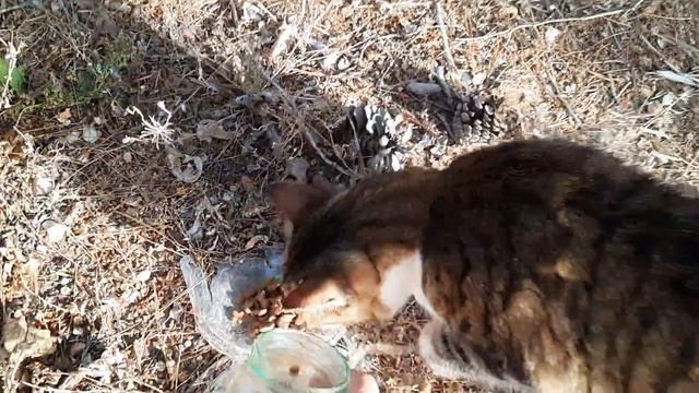 #кошки ходят по столовым смотреть онлайн