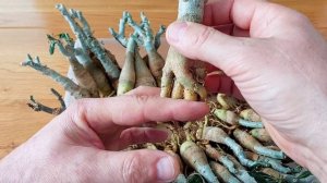 Как нарастить большой каудекс на адениумах.