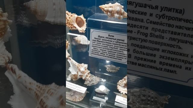 #shorts #seashell #relax #nature #beauty #world смотреть онлайн