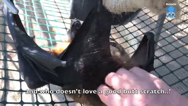 Senior flying-foxes in the aviary: Walter, Teddy greet their morning смотреть онлайн
