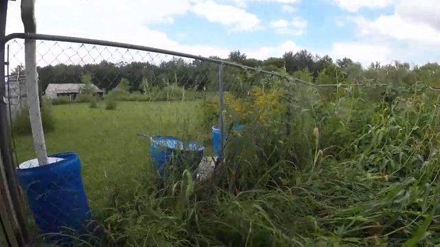 wasp sting and update and the plant from Hell...Chinese wisteria. смотреть онлайн