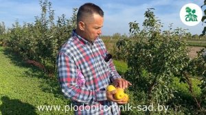 Яблоня КОРИЧНОЕ АНАНАСНОЕ. Осенний сорт для любителей сладких плодов.